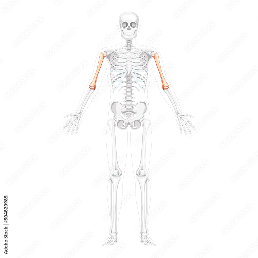 Skeleton Humerus arm Human front view with two arm poses with partly transparent bones position. Set of realistic flat natural color concept Vector illustration of anatomy isolated on white background Skeleton Humerus arm Human front view with two arm poses with partly transparent bones position. Set of realistic flat natural color concept Vector illustration of anatomy isolated on white background