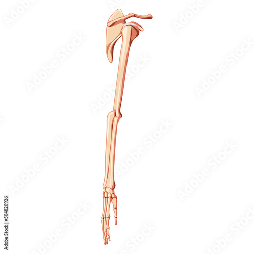 Upper limb Arm with Shoulder girdle Skeleton hands clavicle, scapula Human side lateral view. Anatomically correct realistic flat natural color concept Vector illustration isolated on white background