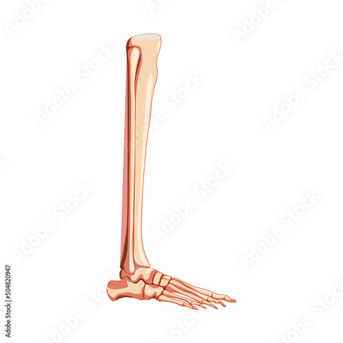 Leg tibia, fibula, Foot, ankle Skeleton Human side lateral view. Set of realistic Anatomically correct 3D flat natural color concept Vector illustration of isolated on white background