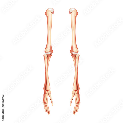 Arms Skeleton Human front Anterior ventral view. Set of hands, forearms, humerus, ulna, radius, phalanges Anatomically correct realistic flat concept Vector illustration isolated on white background
