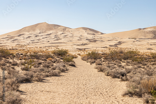 Fototapeta Naklejka Na Ścianę i Meble -  kelso sand dunes in park