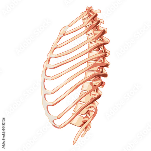 Rib cage Skeleton Human bones system side view. Realistic Chest anatomically correct ribcage 3D flat natural color concept. Vector illustration of medical anatomy isolated on white background