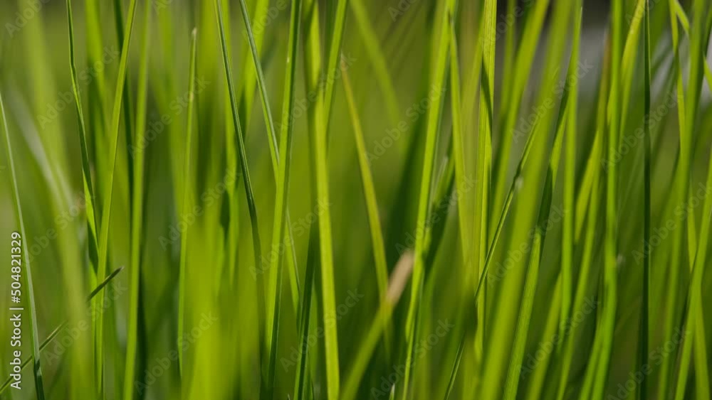 Green grass close-up background. Close-up view of fresh green grass, selective focus. Grass background - selective focus. Wheaten field. Green grass close-up background. Close-up view of fresh green grass, selective focus. Grass background - selective focus. Wheaten field.