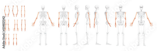 Set of Skeleton Arms Human front back side view with partly transparent bones position. Hands, forearms realistic flat natural color concept Vector illustration of anatomy isolated on white background