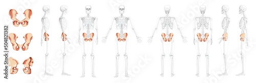 Set of Skeleton Pelvis hip bone Human front back side view with partly transparent bones position. 3D Realistic flat natural color concept Vector illustration of anatomy isolated on white background