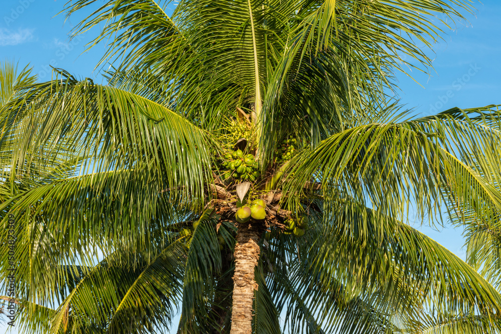 Obraz premium Cocos em coqueiro a beira mar