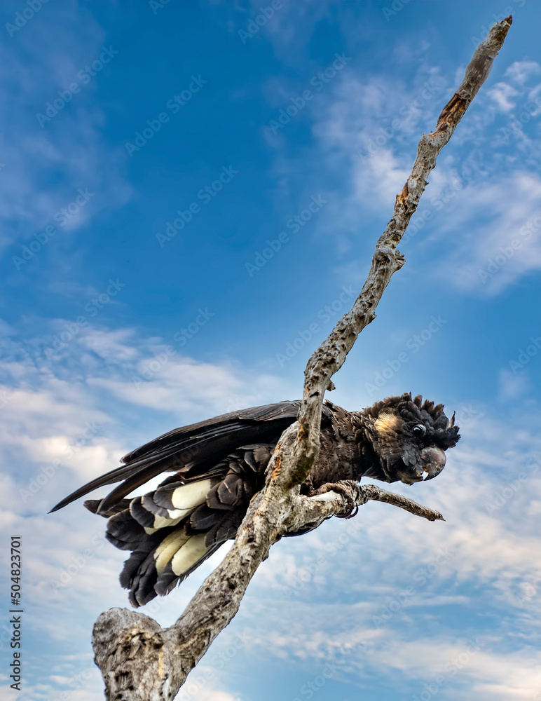 The Short-Billed Black Cockatoo (Calyptorhynchus latirostris), also known as Carnaby's Black Cockatoo, is a large black cockatoo endemic to southwest Australia.
