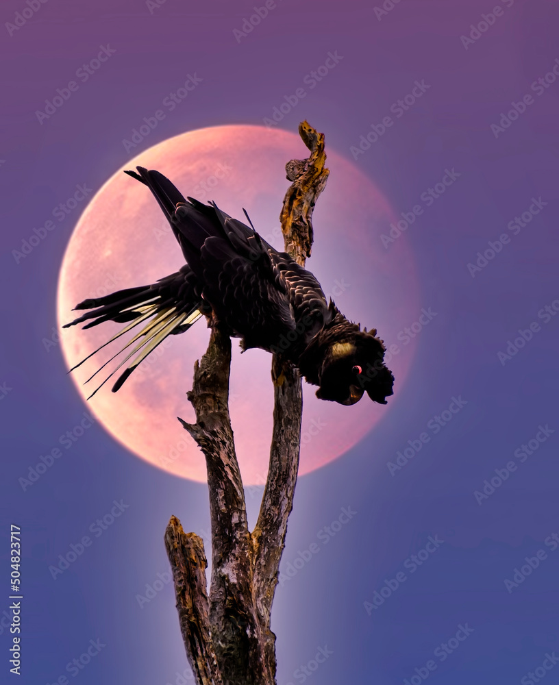 The ShortBilled Black Cockatoo (Calyptorhynchus latirostris), also