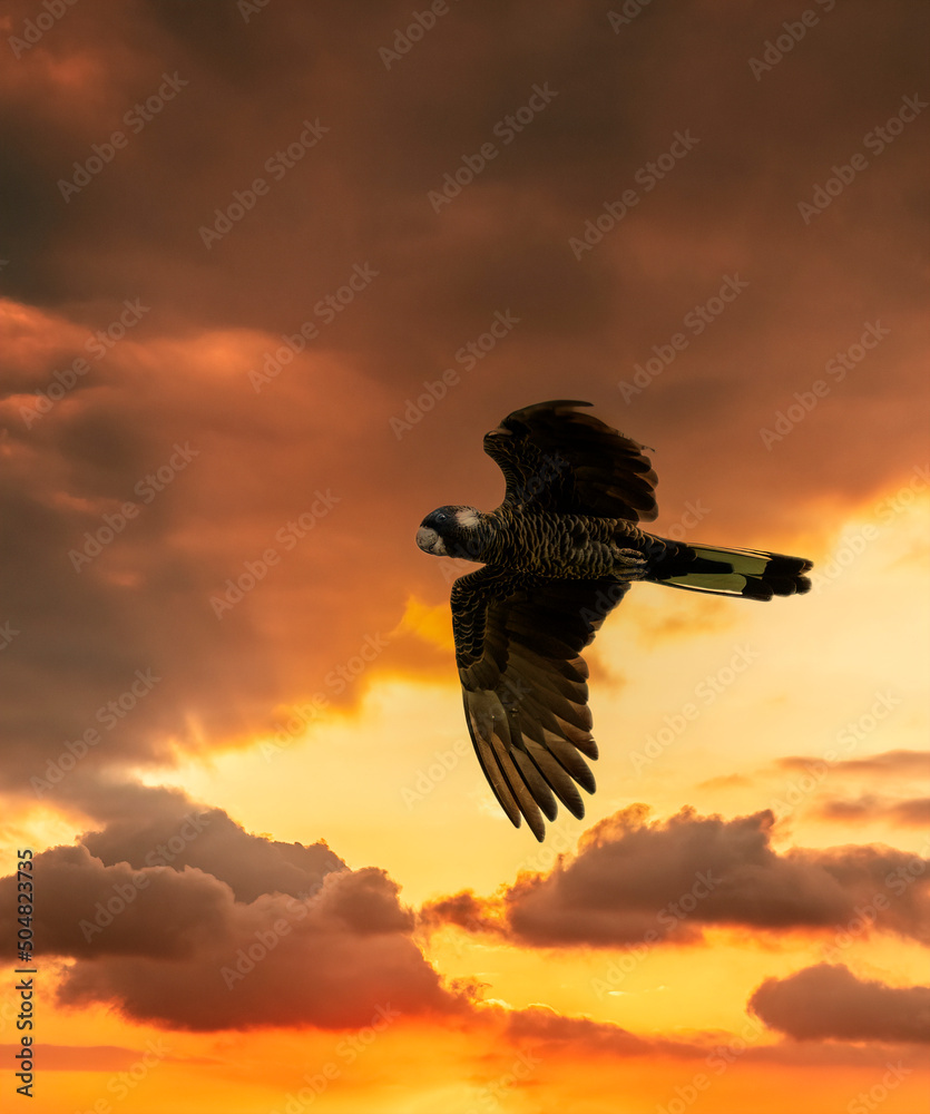 The Short-Billed Black Cockatoo (Calyptorhynchus latirostris), also known as Carnaby's Black Cockatoo, is a large black cockatoo endemic to southwest Australia.