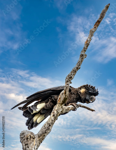 The Short-Billed Black Cockatoo (Calyptorhynchus latirostris), also known as Carnaby's Black Cockatoo, is a large black cockatoo endemic to southwest Australia.