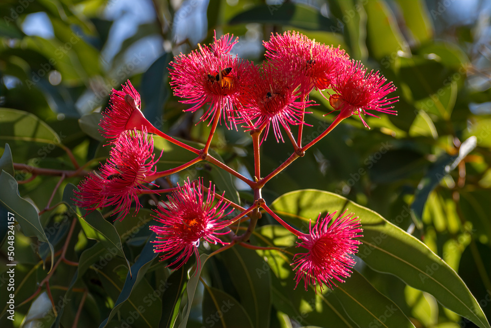 Red flowering gum tree blossoms, Corymbia ficifolia Wildfire variety, Family Myrtaceae. Endemic to Stirling Ranges near Albany in on south west coast of Western Australia. Flowers mainly in summer
