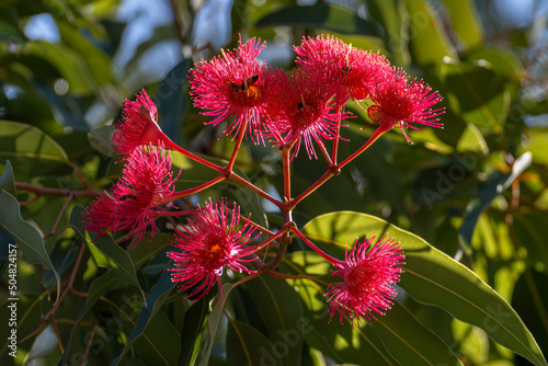 Obraz na płótnie Red flowering gum tree blossoms, Corymbia ficifolia Wildfire variety, Family Myrtaceae. Endemic to Stirling Ranges near Albany in on south west coast of Western Australia. Flowers mainly in summer w salonie