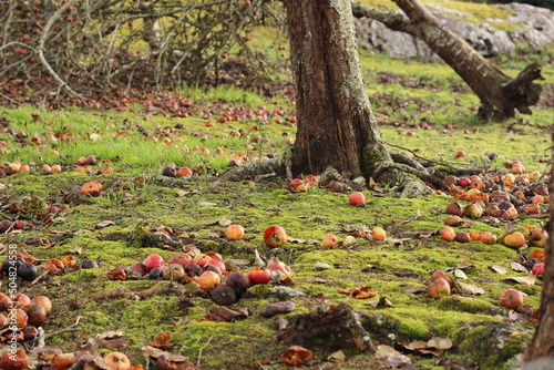 Manzanas caídas y podridas en el suelo photo