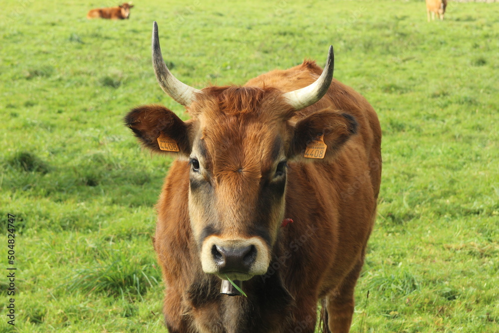 Vacas en el campo, en Asturias (España)
