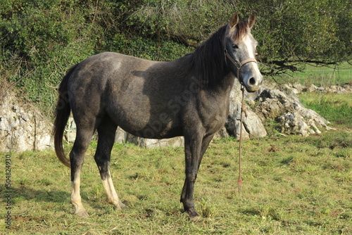 Caballo en el campo, en Asturias (España) 