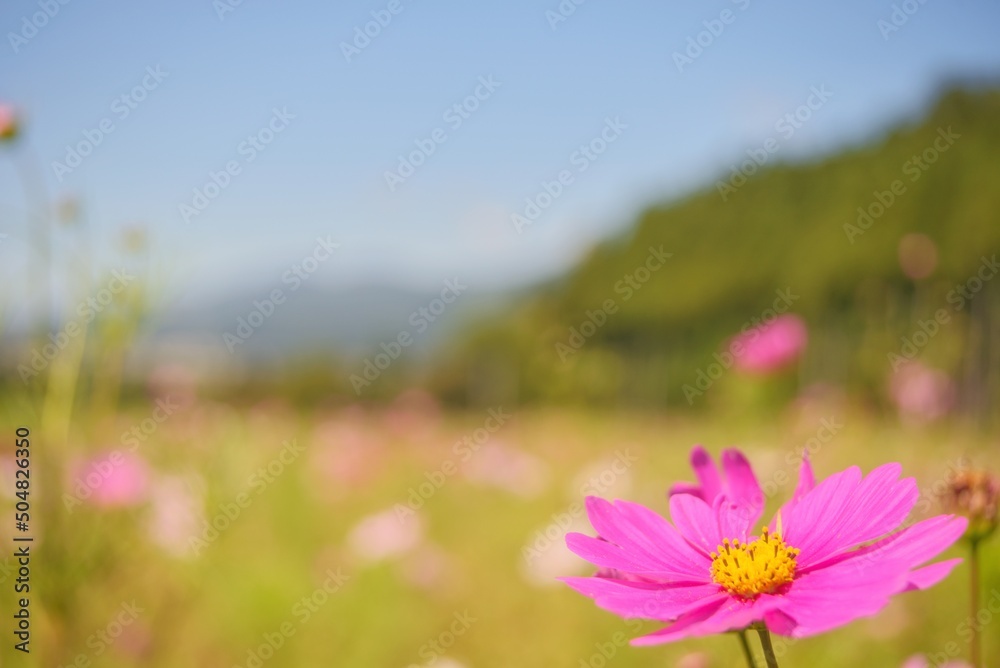 Obraz premium cosmos flowers