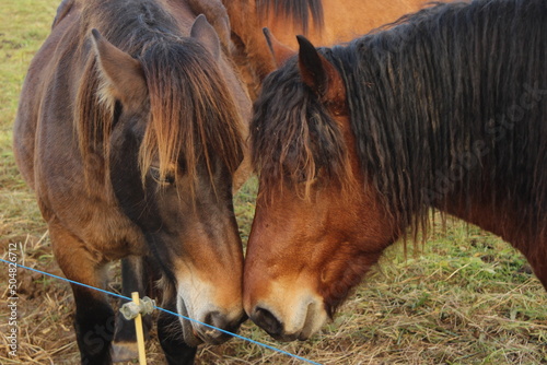 Caballos en el campo, en Asturias (España) 