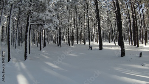 trees in winter © Matthew Piatkowski
