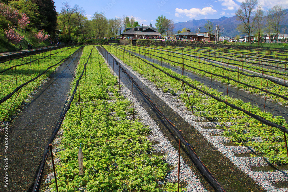 Obraz premium 大王わさび農場