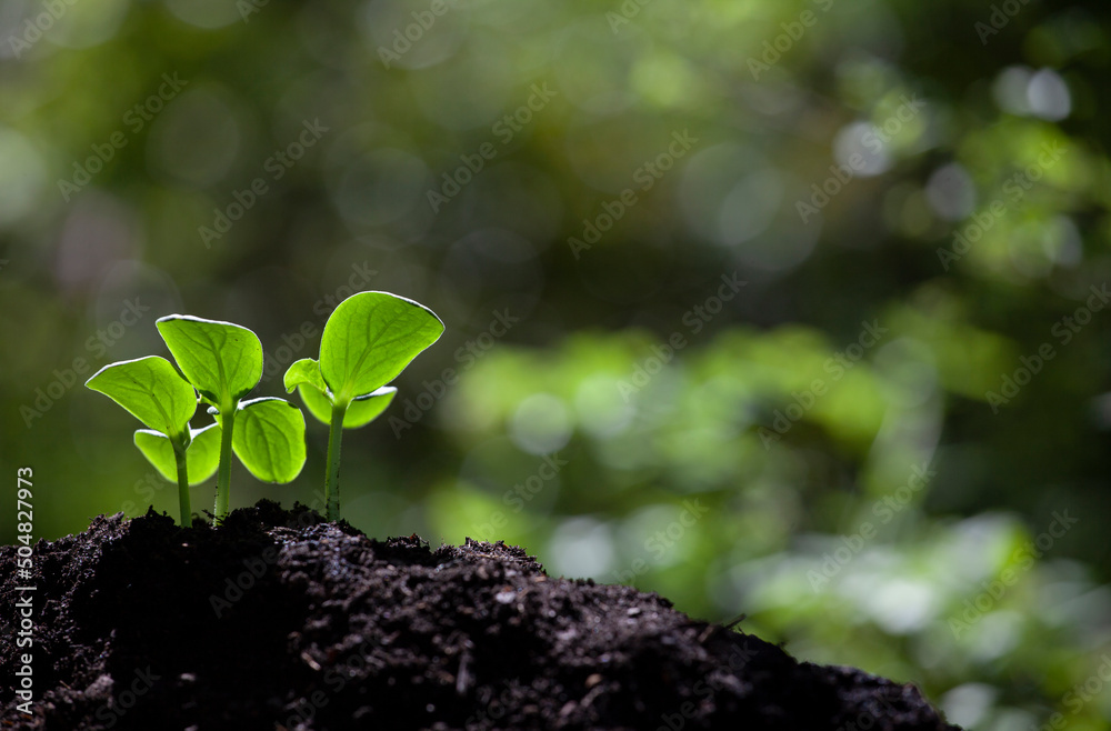 Seeding soil gardening small plant on garden nature background. agriculture, environment concept with text space blured.