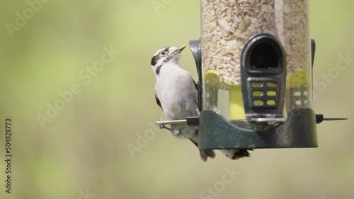 Woodpecker bird at the feeder