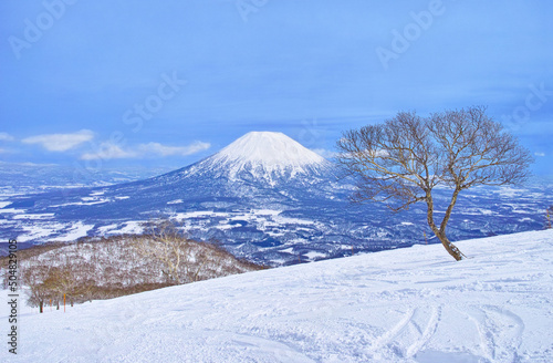 春スキーのニセコスキー場、樹木と羊蹄山