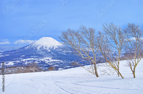 春スキーのニセコスキー場、樹木と羊蹄山