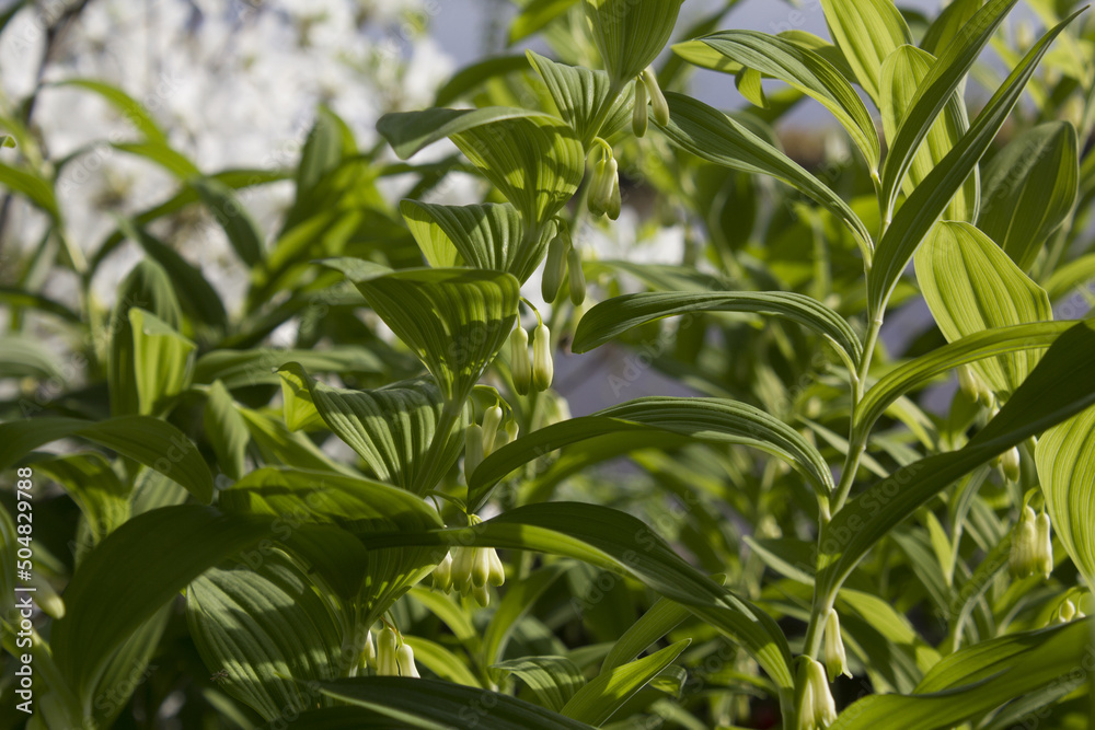 Fototapeta premium It is polygonatum odoratum flower with white flowers.