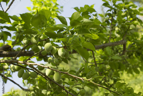 Plums hanging on branches on a farm.