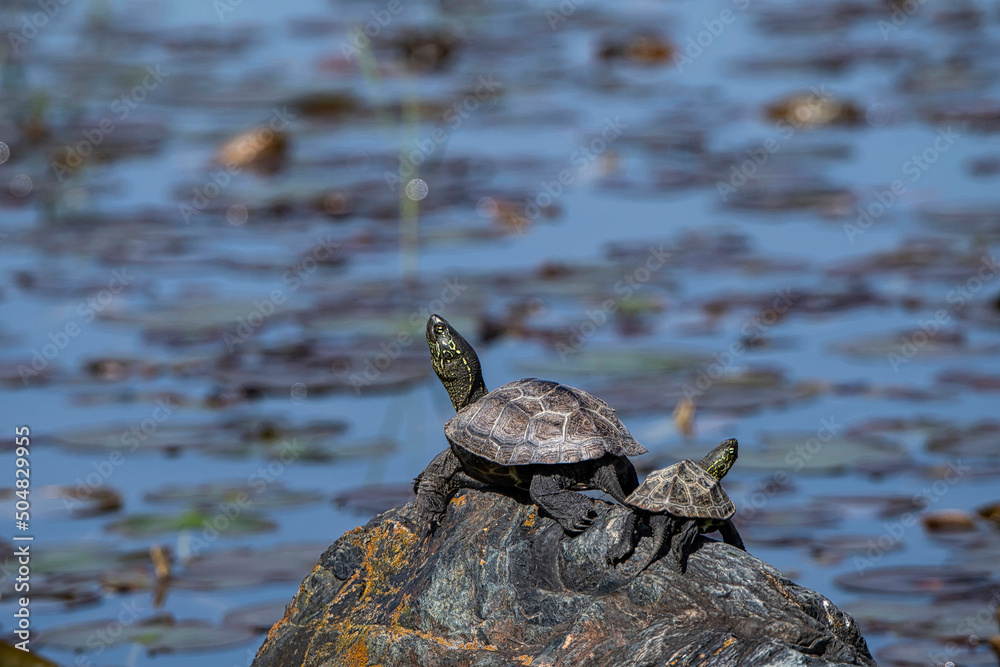 Fototapeta premium 亀さん達の甲羅干し