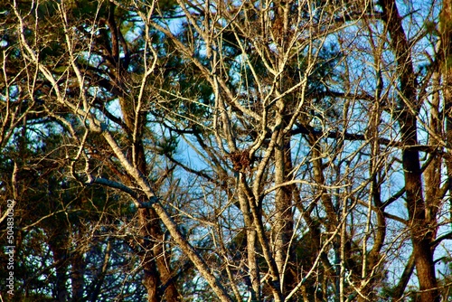 branches against blue sky