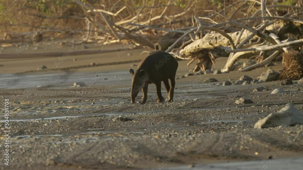 a sunset tracking shot of a baird's tapir walking on sirena beach at corcovado national park of costa rica a sunset tracking shot of a baird's tapir walking on sirena beach at corcovado national park of costa rica