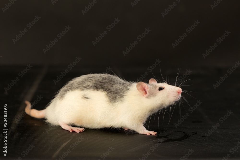 rat on a black background rat on a black background