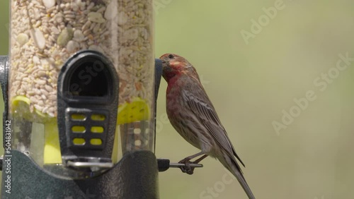 Finch at bird feeder slow motion