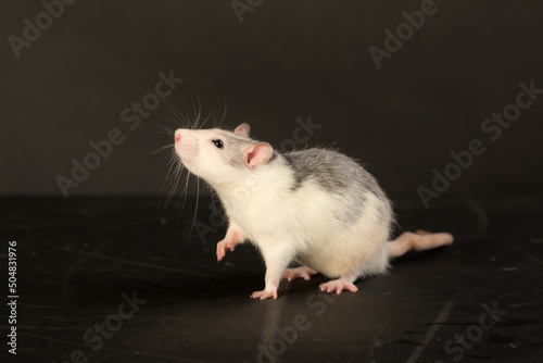 studio portrait of a rat