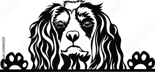 Cavalier King Charles Peeking Dog Canine Pup Puppy Pet Mom Cute Paws Waiting Pooch Tongue Nose Face Head Funny Animal