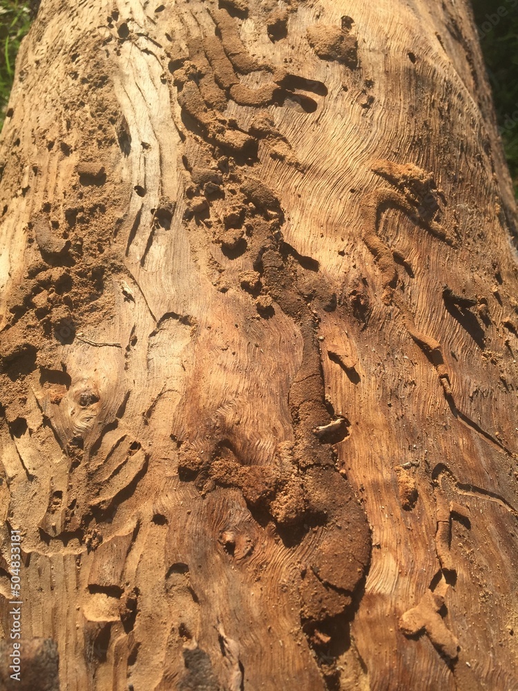 Obraz premium textura rugosa de la corteza de un árbol