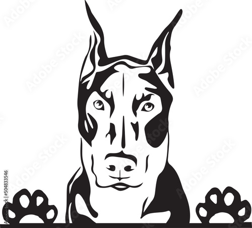 Doberman Peeking Dog Canine Pup Puppy Pet Mom Cute Paws Waiting Pooch Tongue Nose Face Head Funny Animal Guard Attack