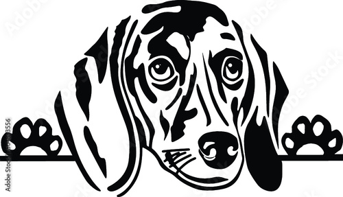 Dachshund Peeking Dog Canine Pup Puppy Pet Mom Cute Paws Waiting Pooch Tongue Nose Face Head Funny Animal