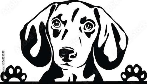 Dachshund Peeking Dog Canine Pup Puppy Pet Mom Cute Paws Waiting Pooch Tongue Nose Face Head Funny Animal