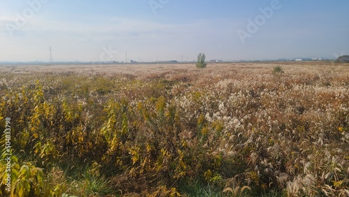 reeds in the field photo