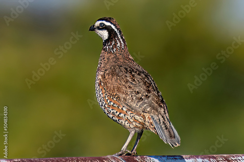 Obraz na plátně bobwhite quail on a fence