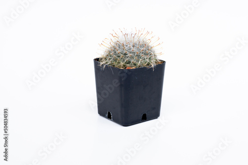Circle cactus in the black pot with white background