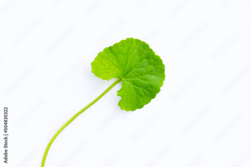 Fototapeta premium Fresh leaves of gotu kola on white