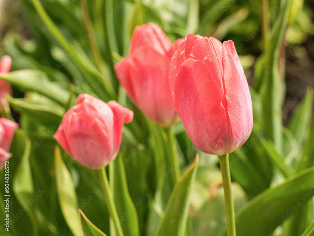 Beautiful pink spring tulips in the spring garden. Beautiful pink spring tulips in the spring garden.