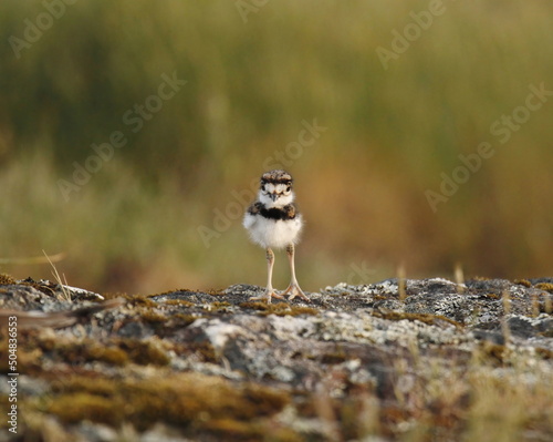 Canvas Print One baby Killdeer shorebird standing alone on rocky ground