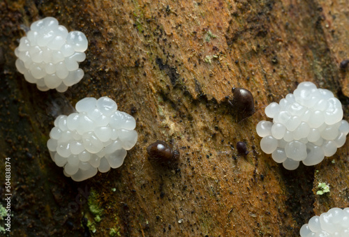 Globular springtails and fungi on decaying wood