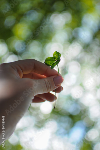 Woman holds in hand a little plant in front of sun beam. Depth of field © Yurii Kushniruk