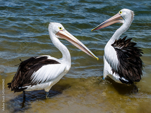 Two Australian pelicans (Pelecanus conspicillatus) Perth Western Australia