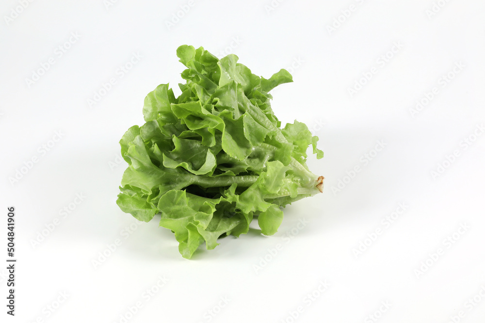 Fresh green oak lettuce isolated on white background. Fresh green oak lettuce isolated on white background.